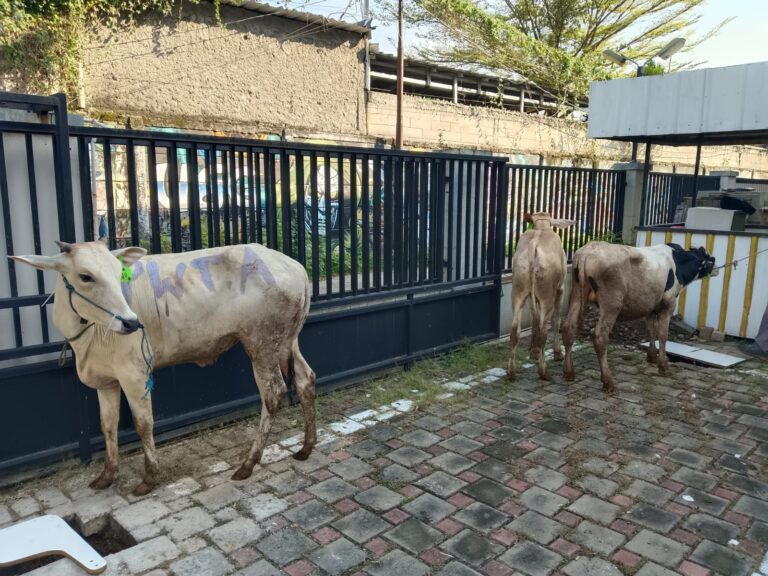 Qurban Berdampak Bersama Universitas Pertiwi, Wujud Kepedulian Kampus untuk Masyarakat